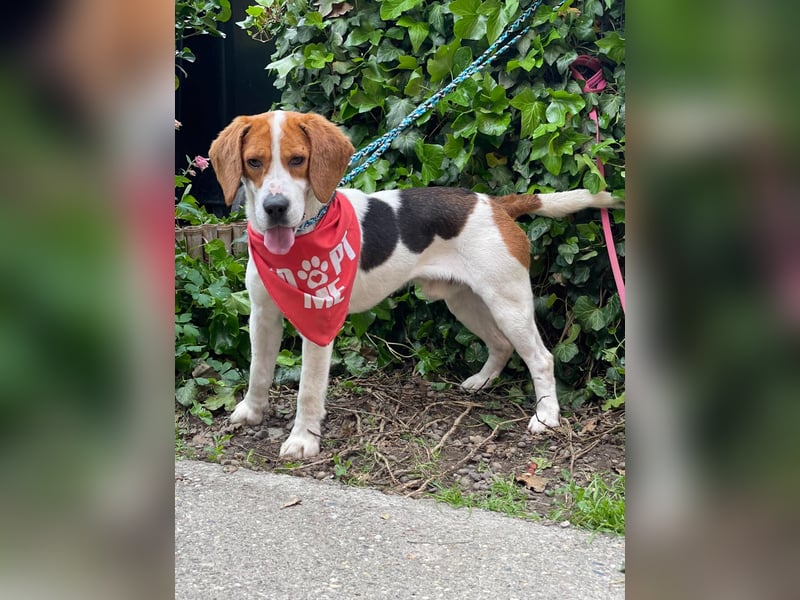 SNOOPY - wunderschöner Beagle sucht seine Menschen