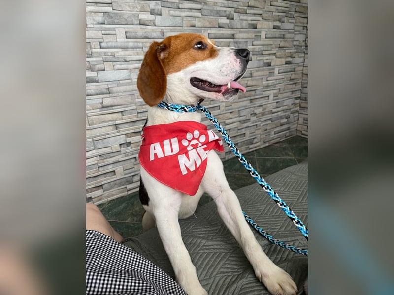SNOOPY - wunderschöner Beagle sucht seine Menschen