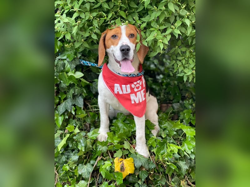 SNOOPY - wunderschöner Beagle sucht seine Menschen