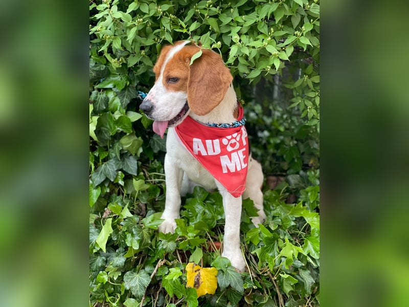 SNOOPY - wunderschöner Beagle sucht seine Menschen