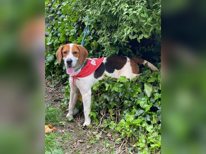 SNOOPY - wunderschöner Beagle sucht seine Menschen