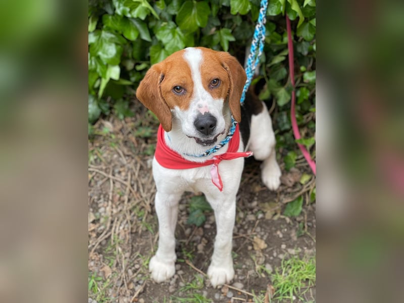 SNOOPY - wunderschöner Beagle sucht seine Menschen