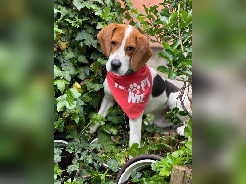 SNOOPY - wunderschöner Beagle sucht seine Menschen