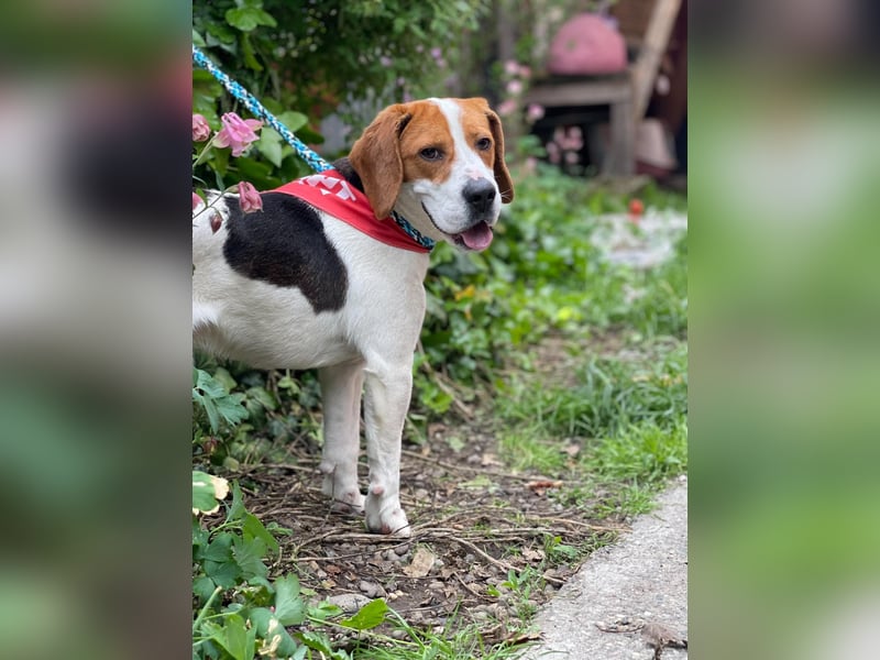 SNOOPY - wunderschöner Beagle sucht seine Menschen