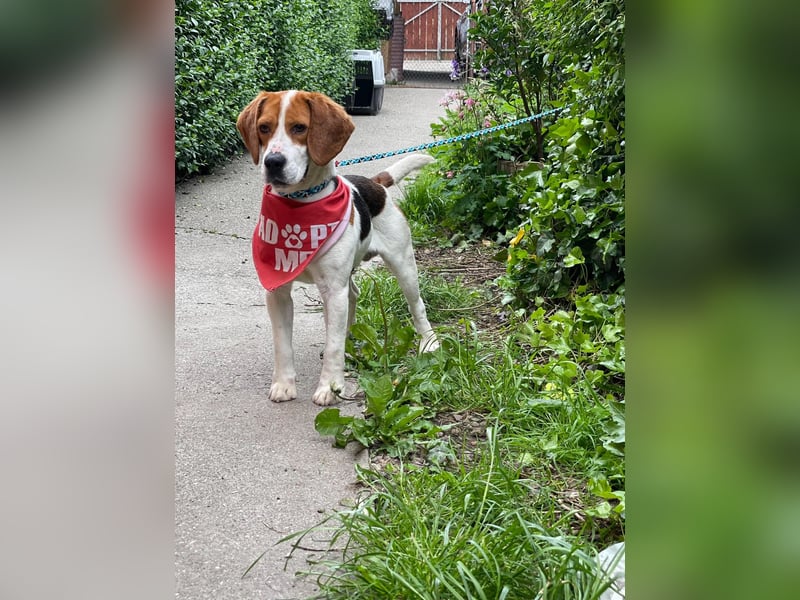 SNOOPY - wunderschöner Beagle sucht seine Menschen