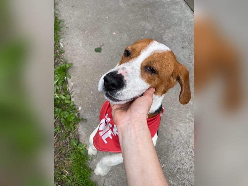 SNOOPY - wunderschöner Beagle sucht seine Menschen