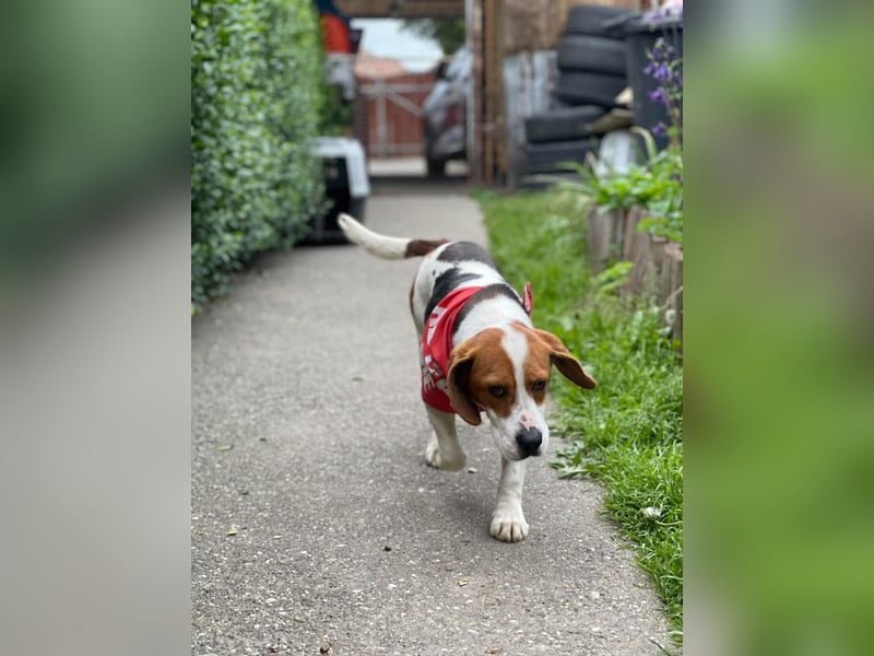 SNOOPY - wunderschöner Beagle sucht seine Menschen