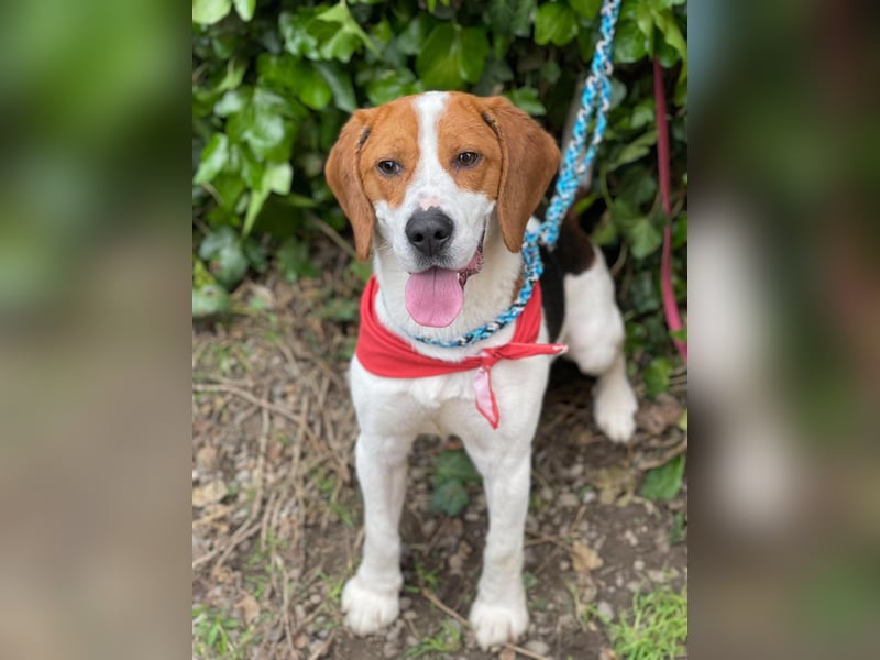 SNOOPY - wunderschöner Beagle sucht seine Menschen