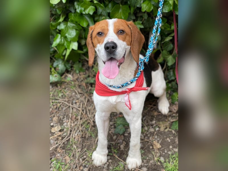 SNOOPY - wunderschöner Beagle sucht seine Menschen