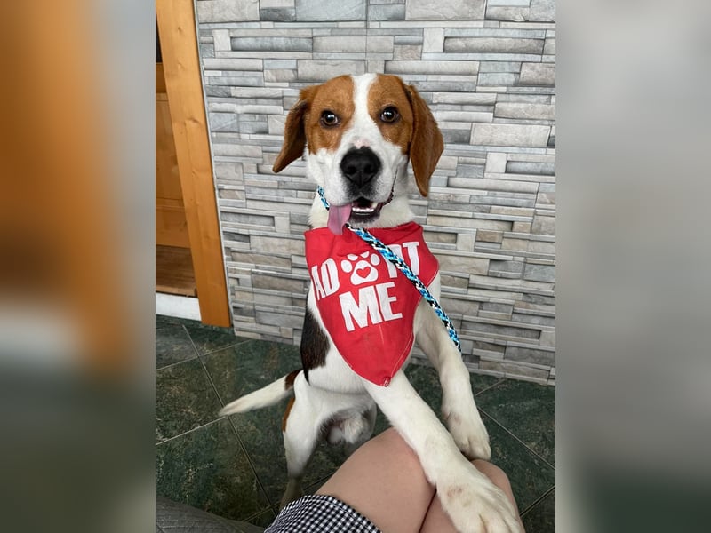 SNOOPY - wunderschöner Beagle sucht seine Menschen