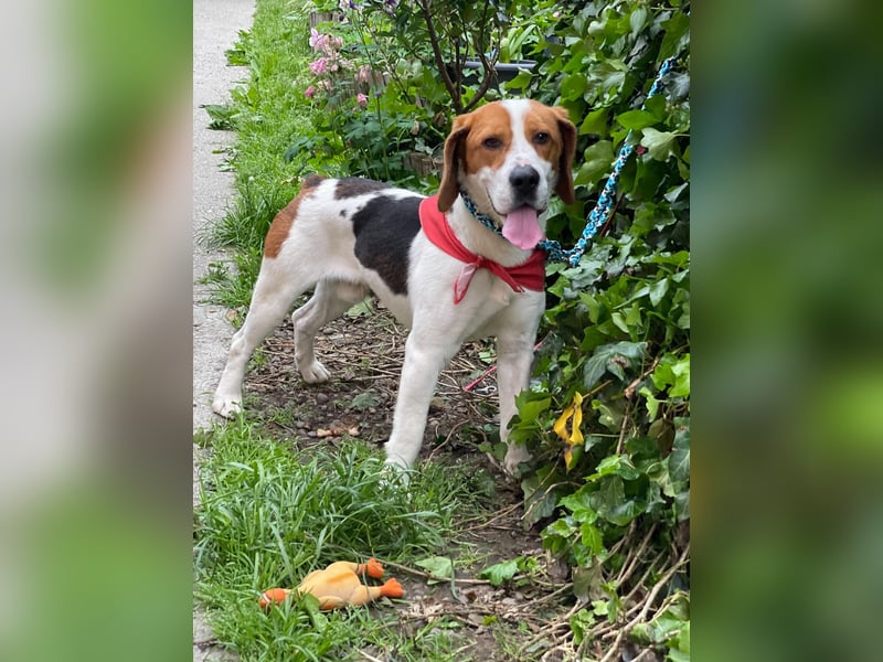 SNOOPY - wunderschöner Beagle sucht seine Menschen