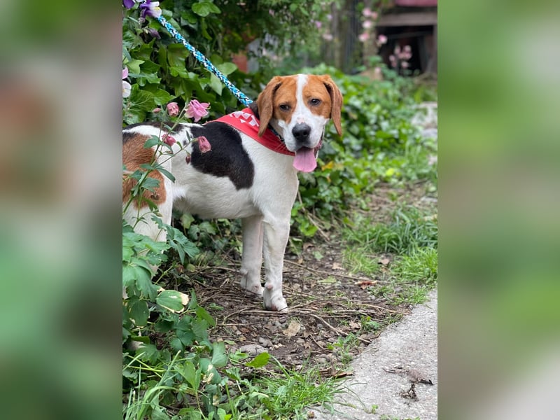 SNOOPY - wunderschöner Beagle sucht seine Menschen
