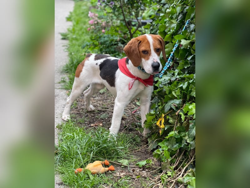 SNOOPY - wunderschöner Beagle sucht seine Menschen