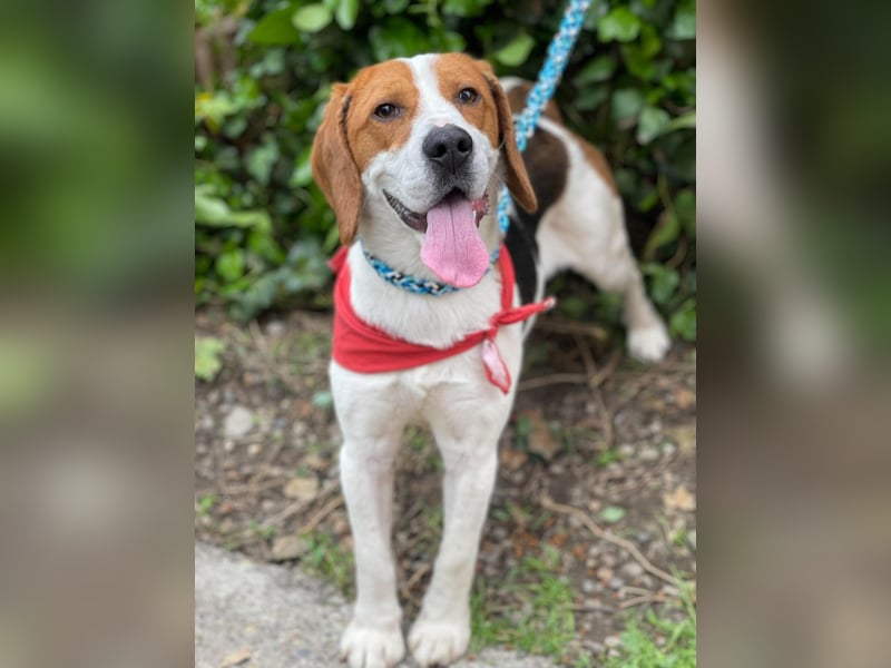 SNOOPY - wunderschöner Beagle sucht seine Menschen