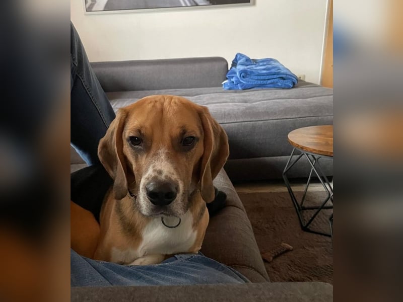 Beagle