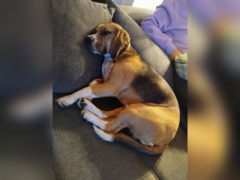 Beagle Rüde Rusty