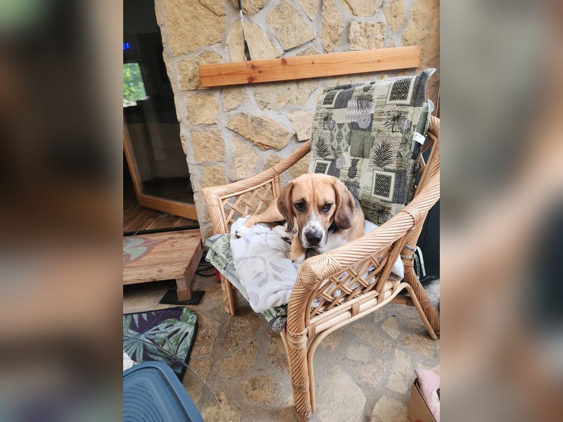 Beagle Rüde Rusty