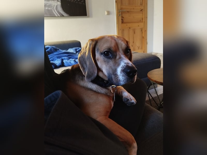 Beagle