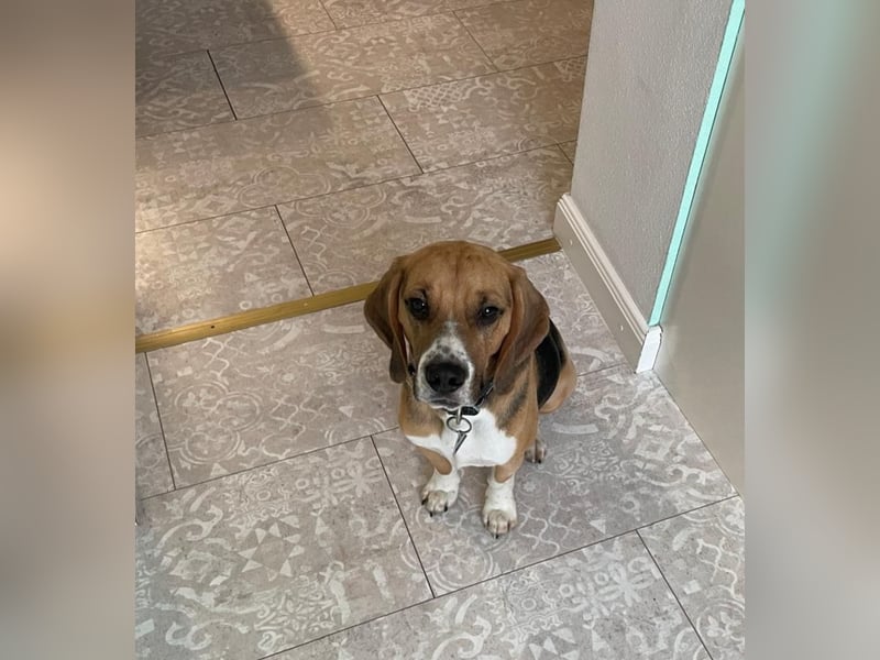 Beagle