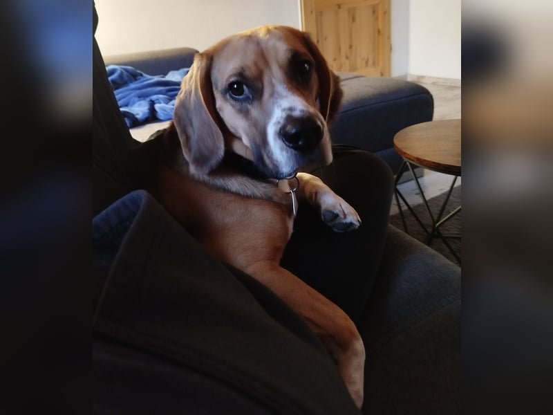 Beagle