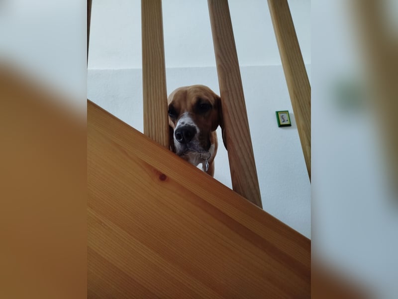 Beagle Rüde Rusty
