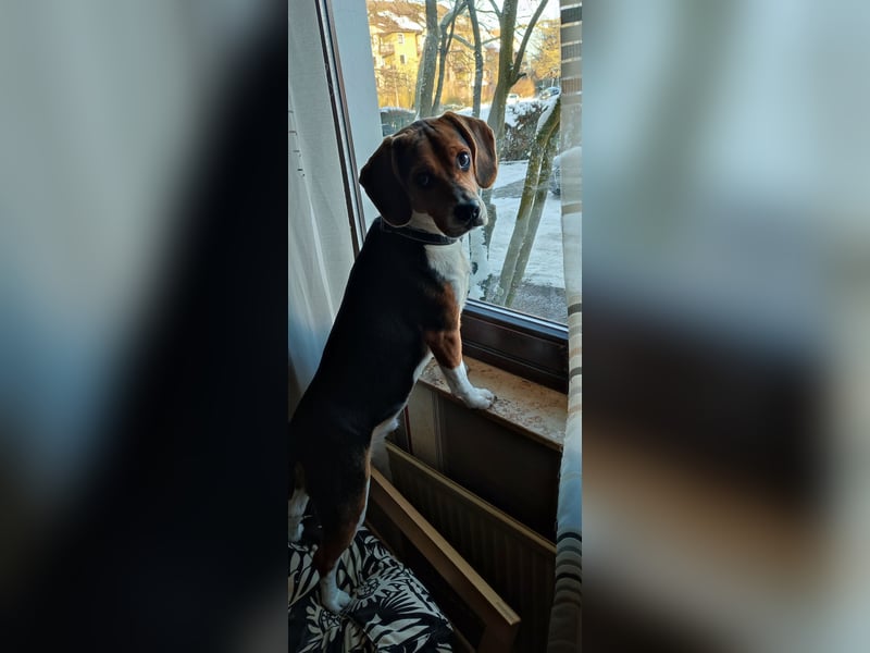 Beagle Rocky sucht neues liebevolles zu Hause