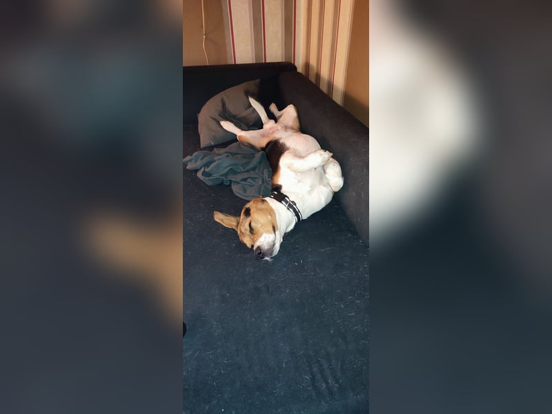 Beagle Rocky sucht neues liebevolles zu Hause