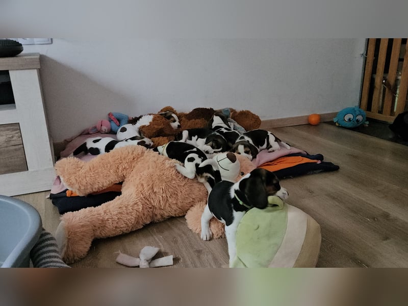 Beaglewelpen mit Ahnentafel