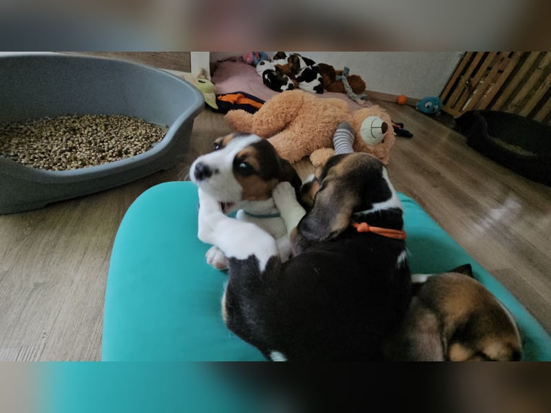 Beaglewelpen mit Ahnentafel