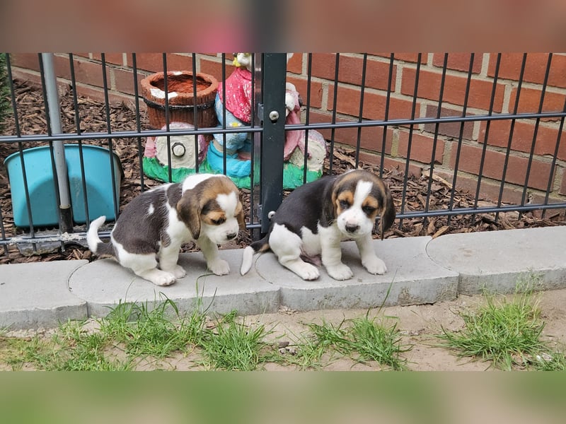 Beaglewelpen mit Ahnentafel