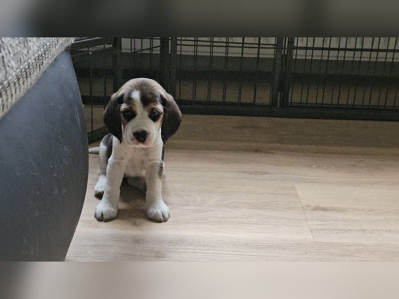 Beaglewelpen mit Ahnentafel