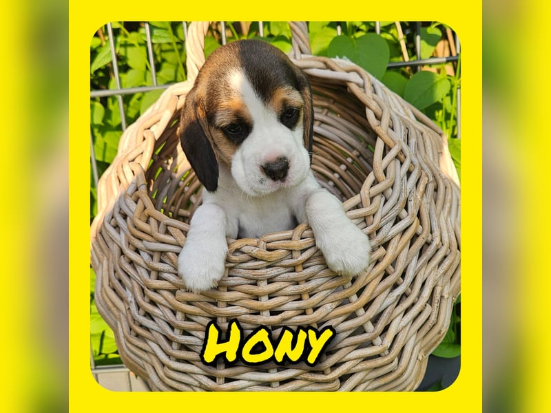 Beaglewelpen mit Ahnentafel