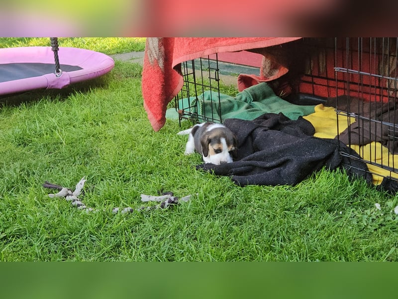 Beaglewelpen mit Ahnentafel