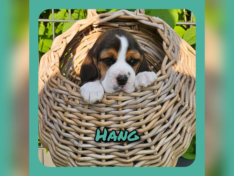 Beaglewelpen mit Ahnentafel
