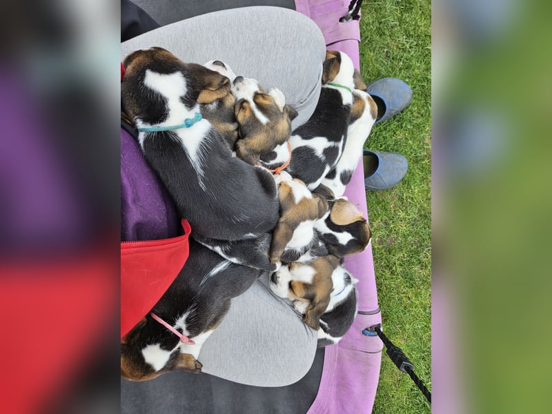 Beaglewelpen mit Ahnentafel