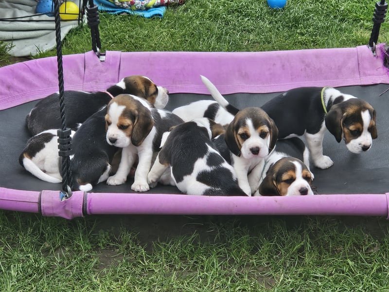 Beaglewelpen mit Ahnentafel