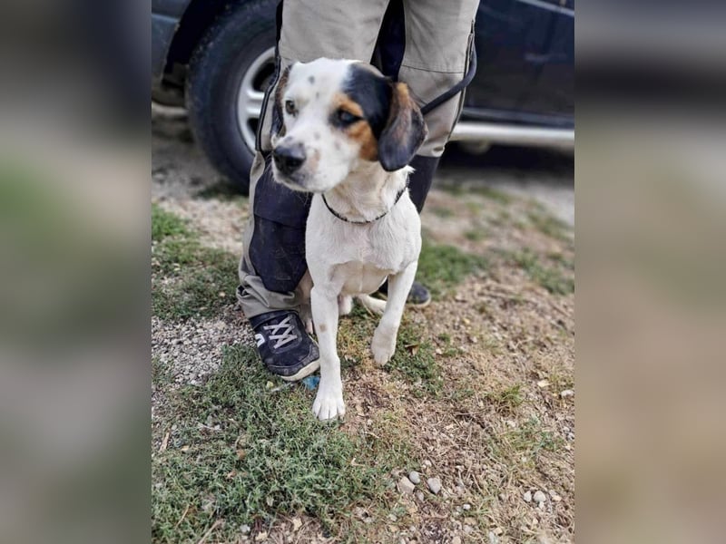 Jakob, fröhlicher Beagle Mix geb. 2021