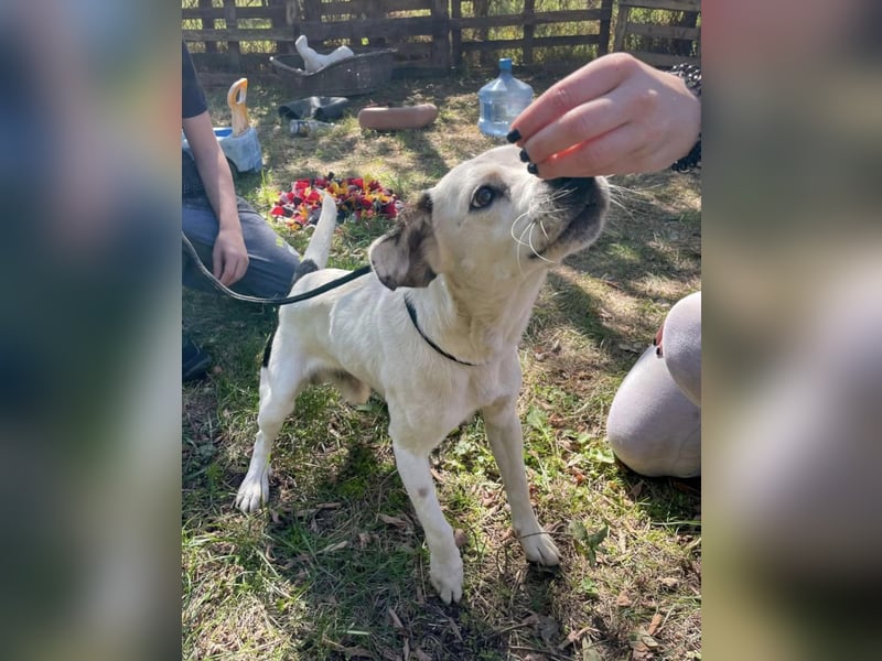 Jakob, fröhlicher Beagle Mix geb. 2021