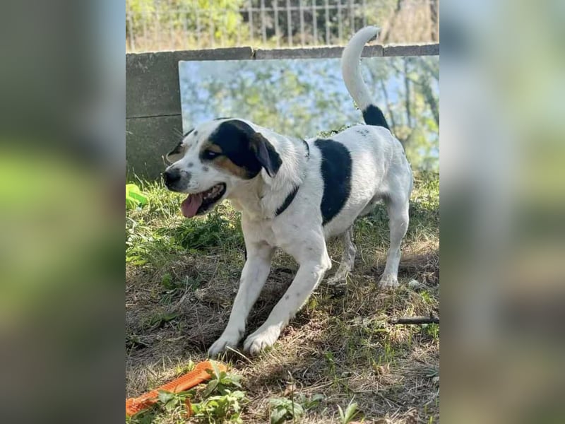 Jakob, fröhlicher Beagle Mix geb. 2021