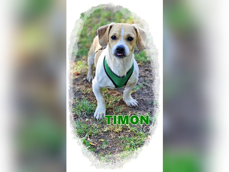 Timon ist ein sanfter, sensibler Rüde