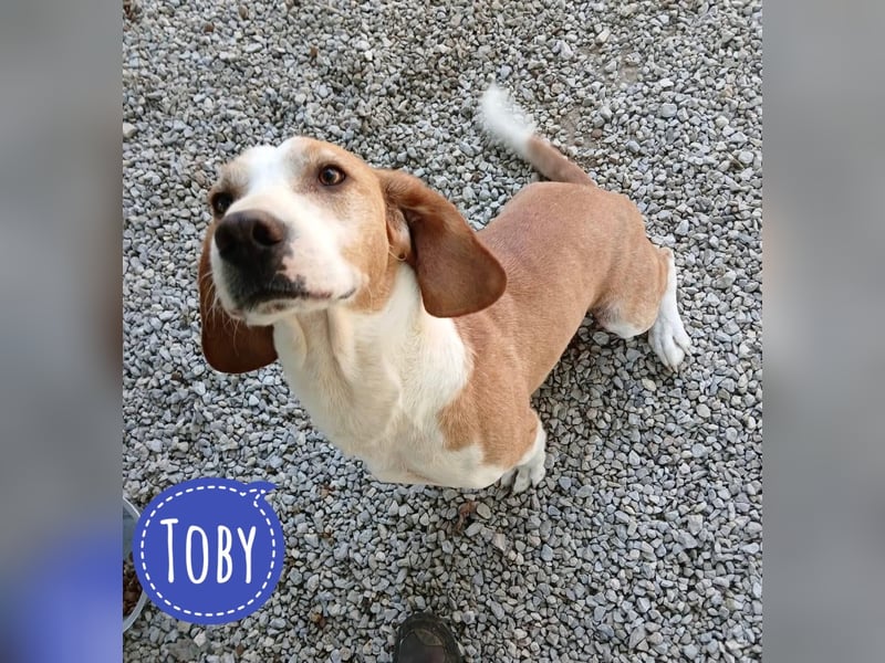Toby ein sanfter freundlicher Engel