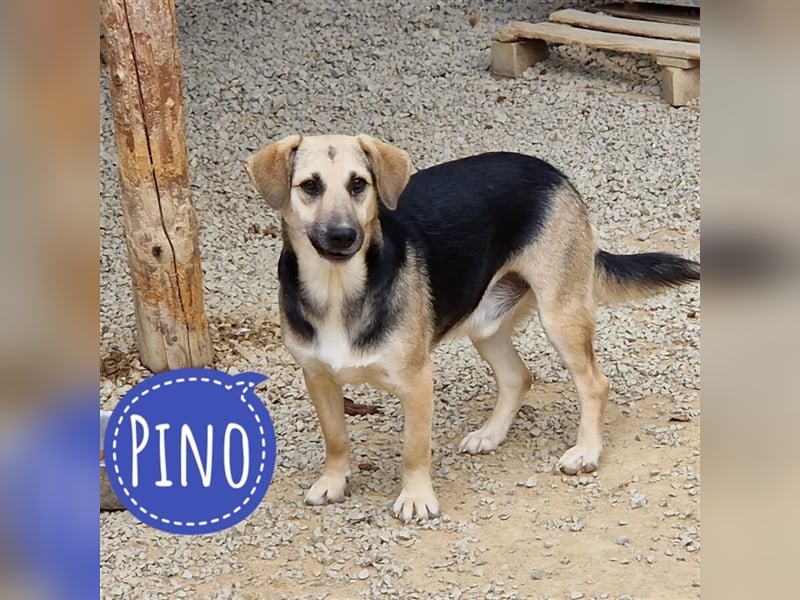 Pino ein wundervoller Rüde