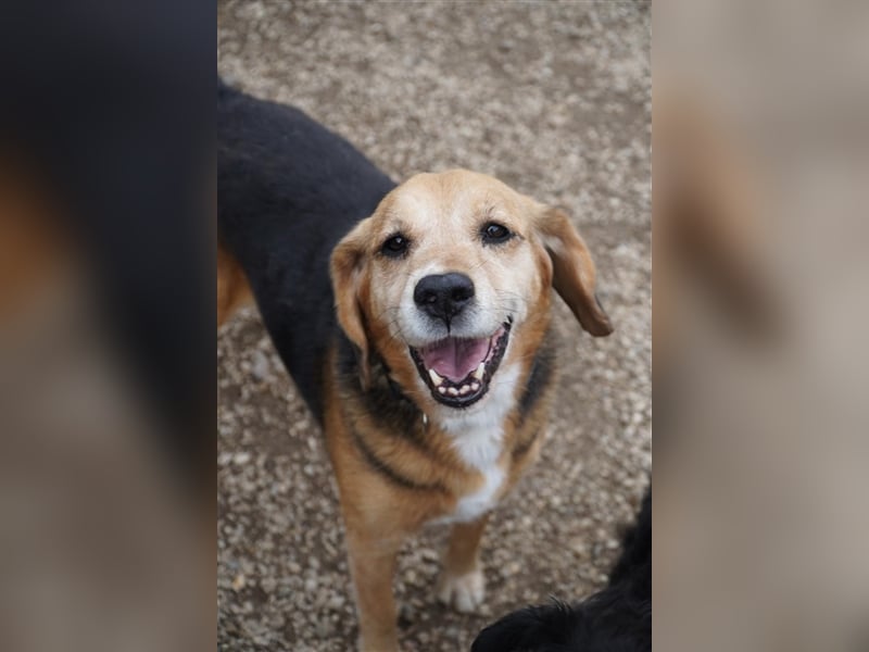 Kuksi, aktiver Beagle Mix  Senior geb. 2013