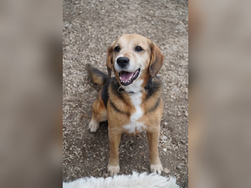 Kuksi, aktiver Beagle Mix  Senior geb. 2013