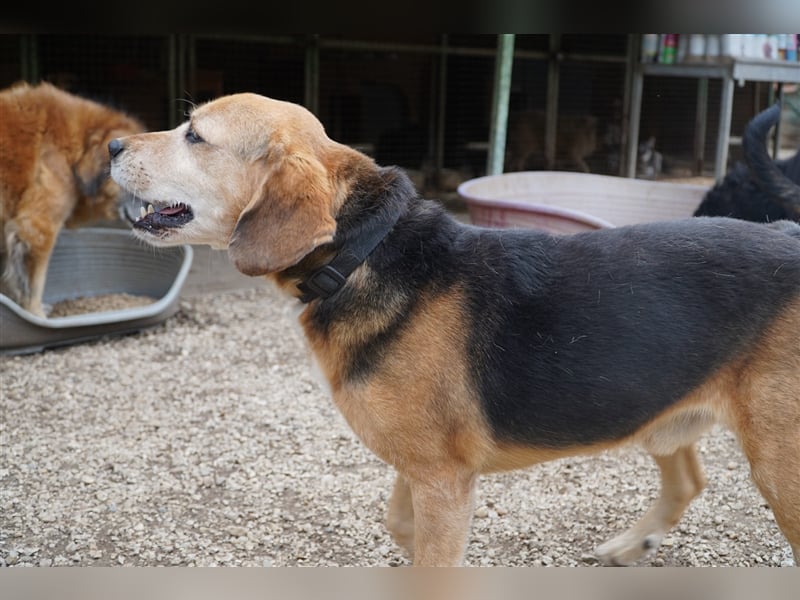 Kuksi, aktiver Beagle Mix  Senior geb. 2013