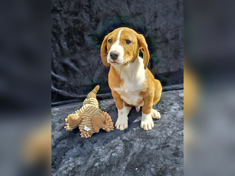 Vincent, einer von 5 süssen Welpen die auf der Strasse geboren wurden