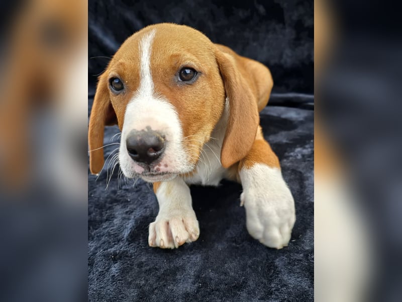 Vincent, einer von 5 süssen Welpen die auf der Strasse geboren wurden