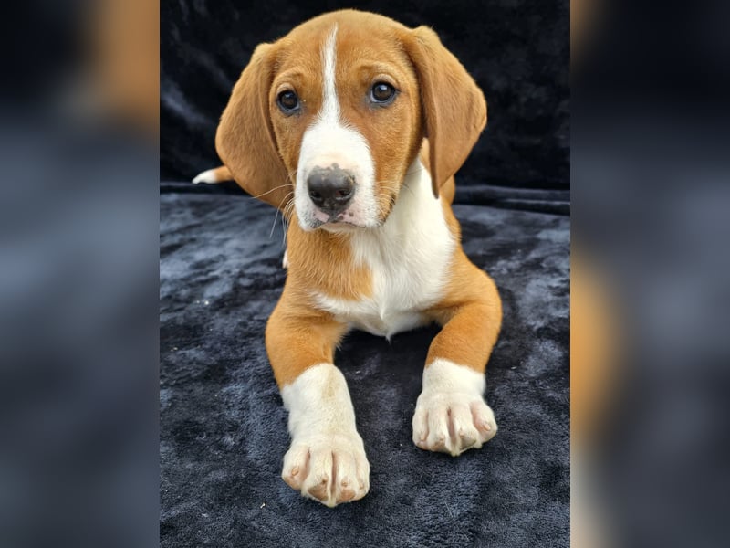 Vincent, einer von 5 süssen Welpen die auf der Strasse geboren wurden