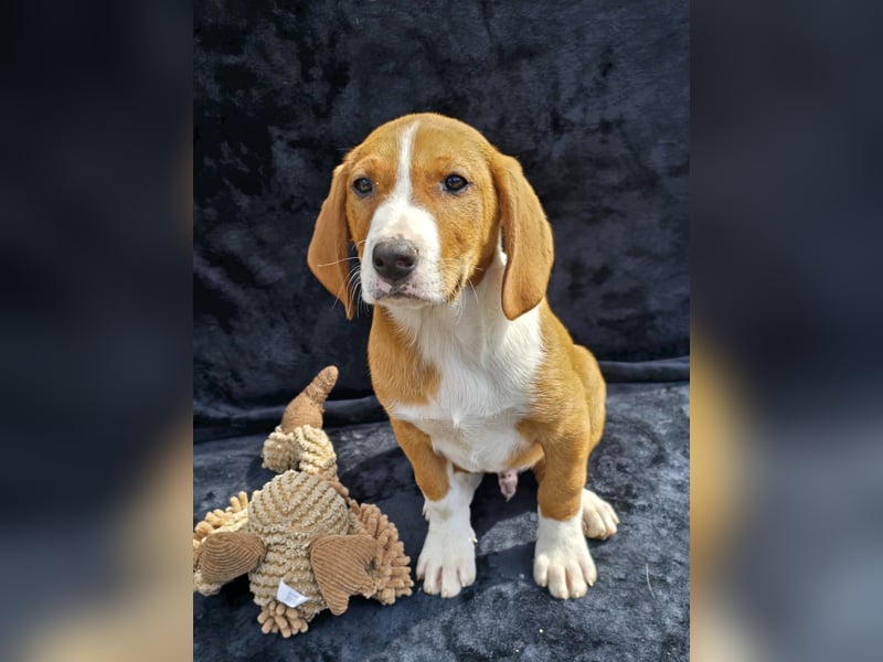 Vincent, einer von 5 süssen Welpen die auf der Strasse geboren wurden