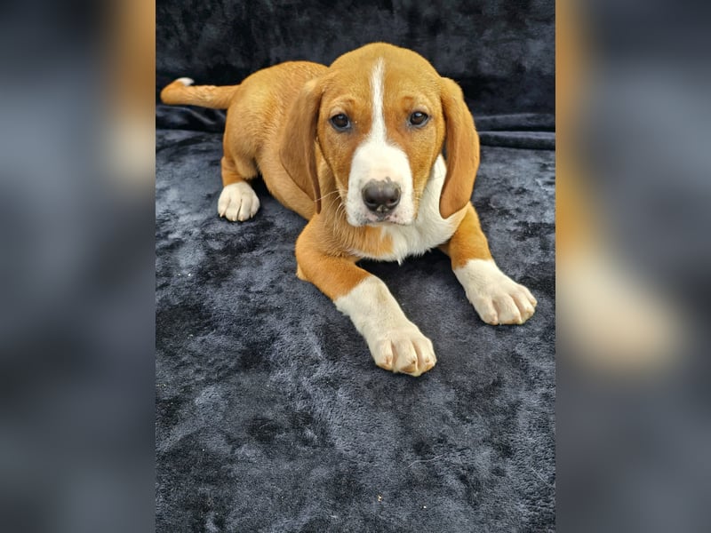 Vincent, einer von 5 süssen Welpen die auf der Strasse geboren wurden